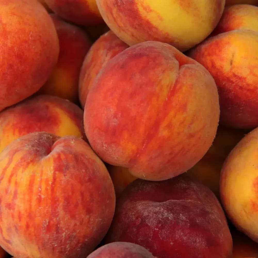 Explosión de Sabor Frutal
