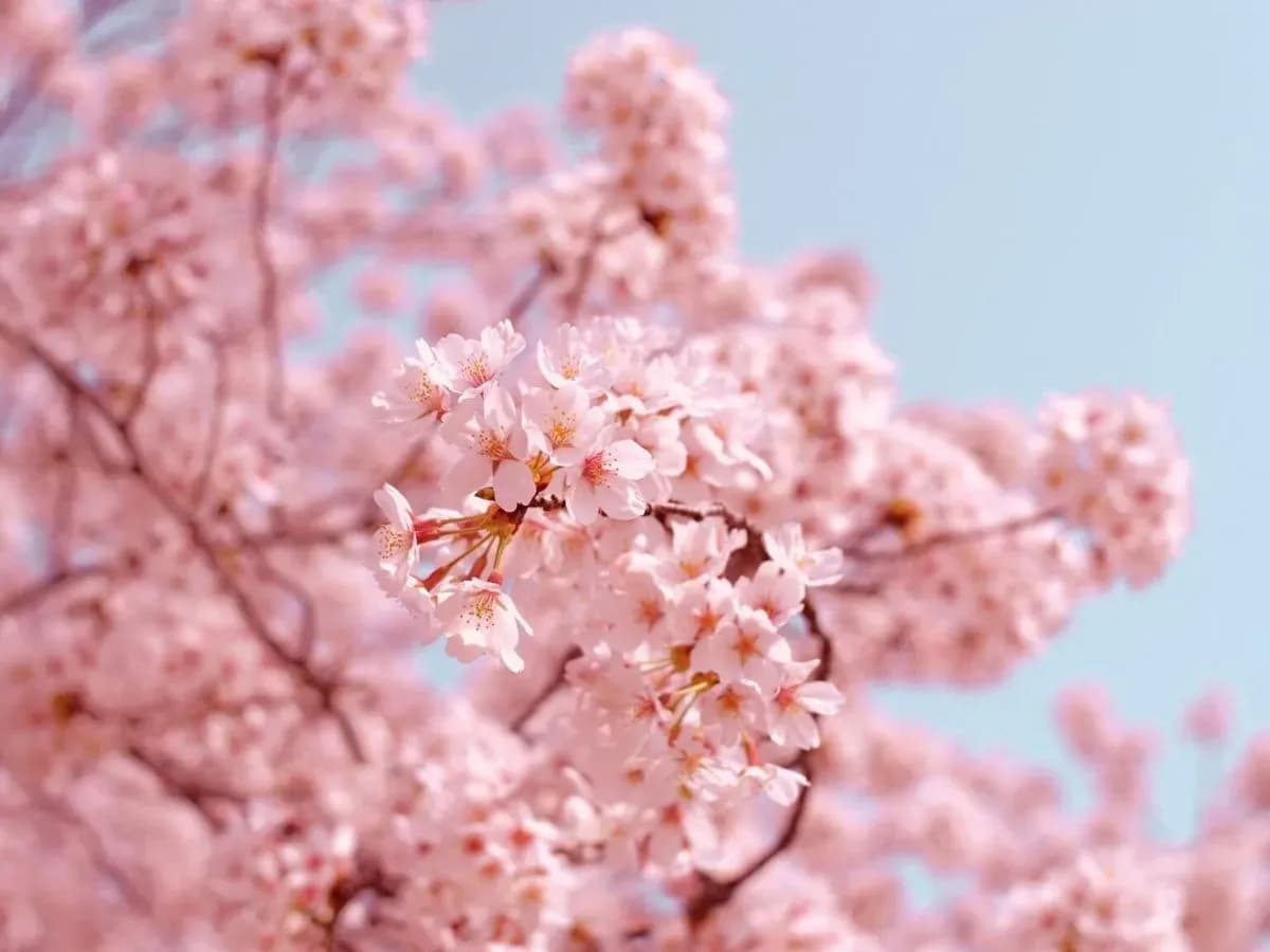 Sakura floral suave