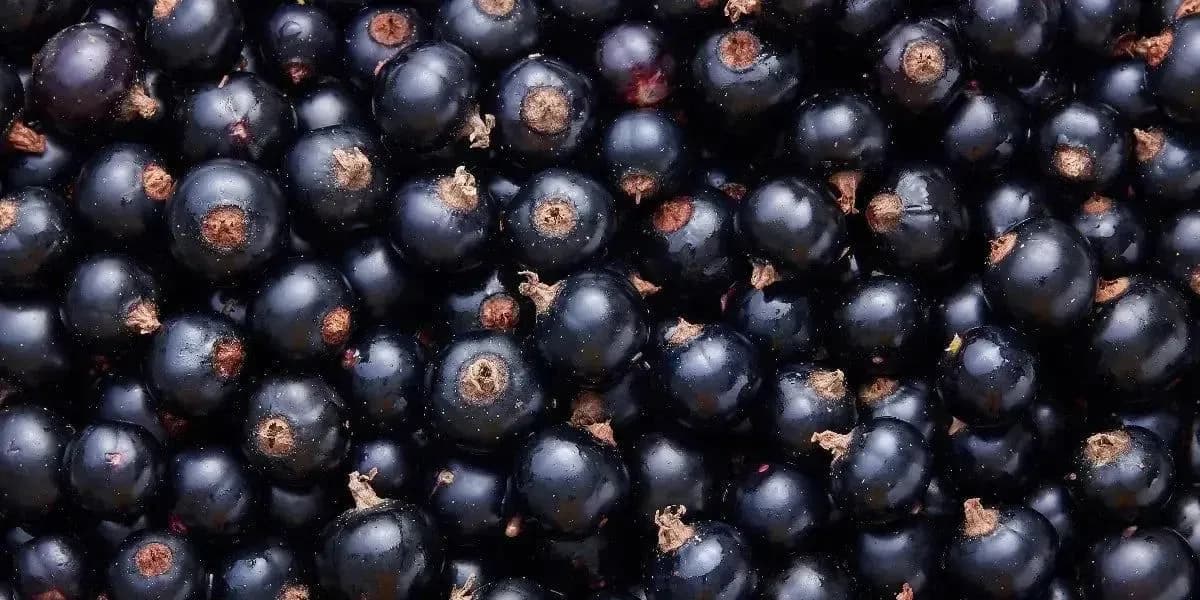 Explosión Frutal Única